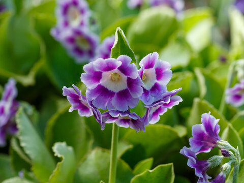 Primula auricula blooms in spring garden. Primula auricula, often known as auricula, mountain cowslip or bear's ear, is a species of flowering plant in the family Primulaceae