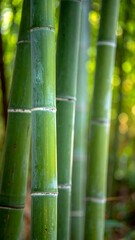 Obraz premium Close-up of green bamboo stalks in a sun-dappled forest scene