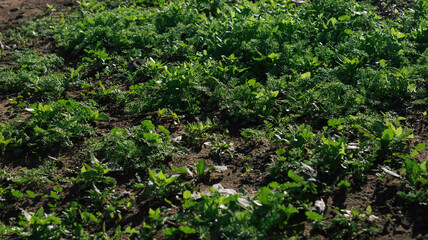 On the shores of the Atlantic Ocean, Morocco