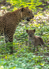 A rare and heart-warming moment of a wild Sri Lankan leopard (Panthera pardus kotiya) mother standing protectively beside her adorable young cub in the lush green jungle © Yoshan