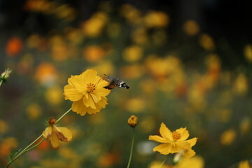 bee on yellow flower