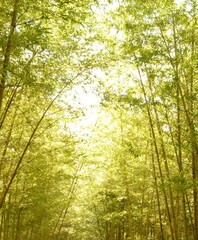 Obraz premium 輝く竹