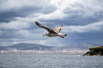 Naklejka premium Seagull flies against big city on sea shore out of focus on cloudy day, Istanbul, Türkiye