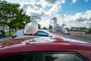 freche M&ouml;wen auf Autodach in Howth / Irland