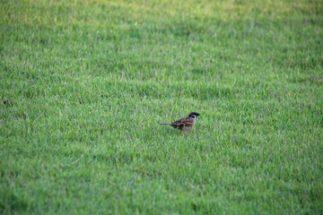 A flock of sparrows on the lawn