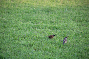 A flock of sparrows on the lawn
