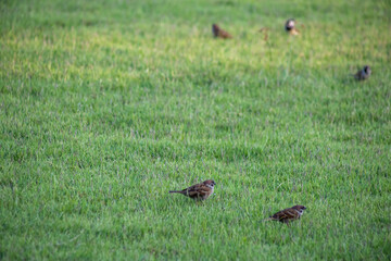 A flock of sparrows on the lawn