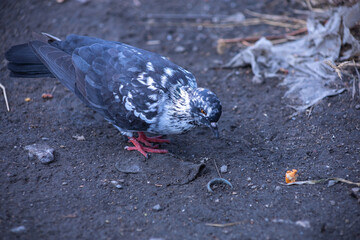 The dove feed the food