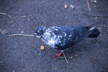 The dove feed the food