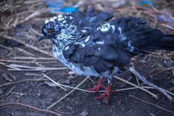 The dove feed the food