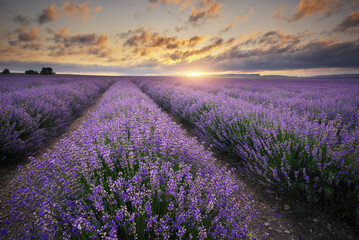 Meadow of lavender at summer sunset.
