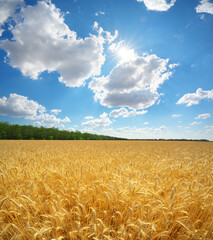 Nature panorama landscape scene of golden, ripe wheat and deep blue sky at day