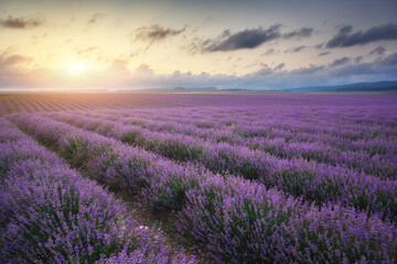 Meadow of lavender at summer sunrise.