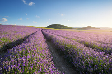 Meadow of lavender at sunny day.