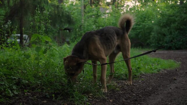 A dog being walked on a leash along a quiet suburban path with lush green trees and nature
