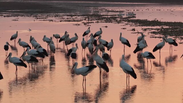 Migratory birds in Poyang Lake, China, at sunset.