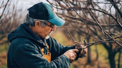 Senior man pruning fruit tree in orchard