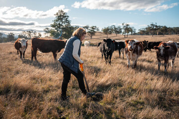 regenerative organic farmer, taking soil samples and looking at plant growth in a farm. practicing sustainable agriculture