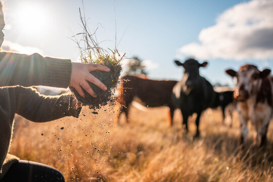 regenerative organic farmer, taking soil samples and looking at plant growth in a farm. practicing sustainable agriculture