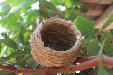Handcrafted bird nest on a tree branch, simple and natural wildlife concept.