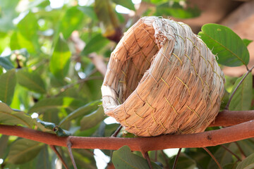 Bird nest made from twigs and grass, carefully set on a branch, serene nature view.