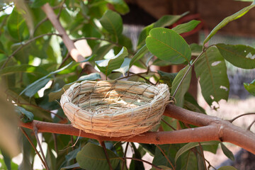 Close-up of a handcrafted bird nest placed securely on a branch, nature detail.
