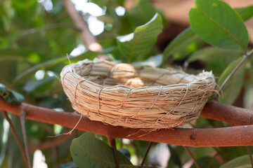 Handmade bird&rsquo;s nest resting on a tree branch, natural texture, peaceful outdoor scene.