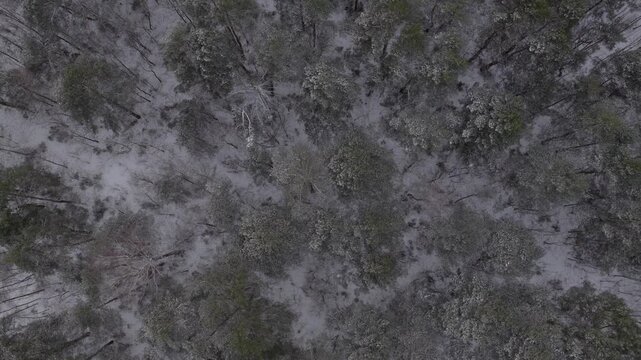 Aerial top down view of a snow dusted mixed forest near Nowy Lubiel, Poland. A straight snow covered road with tire tracks runs right as the drone moves slowly.