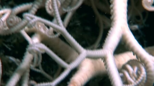 Gorgonocephalus eucnemis, also known as Gorgon's head basket star, slowly unfolds its intricate, branching arms while underwater. Star's complex structure is seen in detail, moving gently in current.