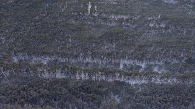 Aerial top down pass over snow dusted pine forest near Nowy Lubiel, parallel clearings and tracks form bands, trunks and undergrowth in winter under overcast light