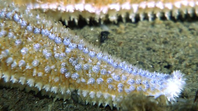 A close-up exploration of a starfish's arm as it traverses the seafloor in the White Sea. View details of its texture and movement in its Arctic habitat.