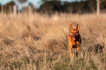 Australian Farm Dogs: Working Through Drought, Navigating Summer Heat, and Supporting Cattle Farming