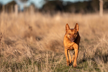 Australian Farm Dogs: Working Through Drought, Navigating Summer Heat, and Supporting Cattle Farming