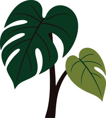 Monstera plant with large split leaves © KEI KATA