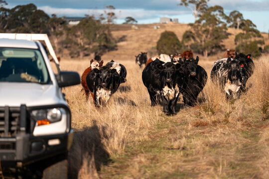 beautiful cattle in Australia  eating grass, grazing on pasture. Herd of cows free range beef being regenerative raised on an agricultural farm. Sustainable farming of food crops.