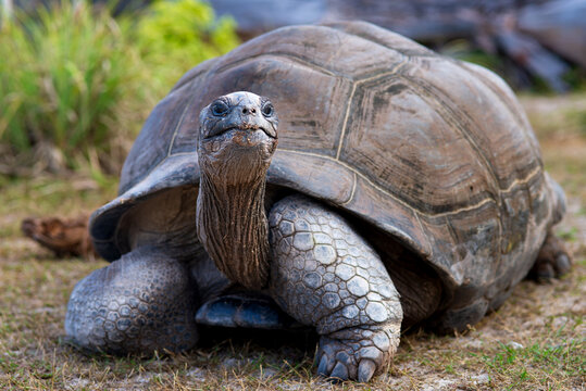 Majestic Aldabra Giant Tortoise in Lush Tropical Habitat