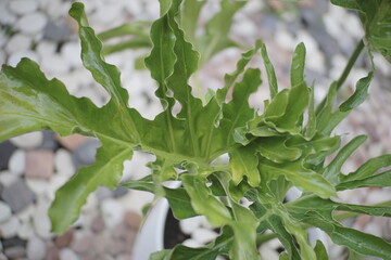 Fresh Green Philodendron Leaves Background © fadholi