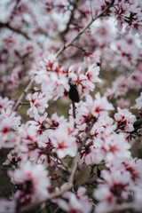Fototapeta premium Almond blossoms. Spring blossoms in the garden.