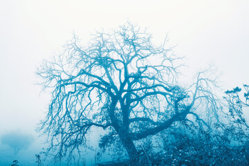 Trees in the fog in winter day, countryside landscape