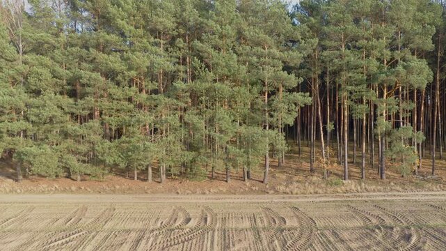 Aerial view near Nowy Lubiel shows pine trunks, sandy farm track, worked field with tire patterns. Camera pans along boundary in late afternoon light.