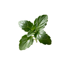 [Transparent Background PNG]Fresh green mint leaves with vibrant and healthy appearance