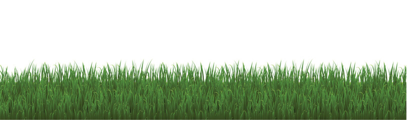 green grass background