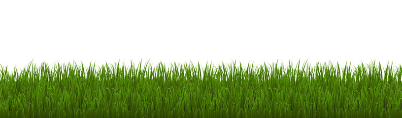 green grass isolated on white background