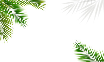 Eco Frame With Green Palm Tree Leaves