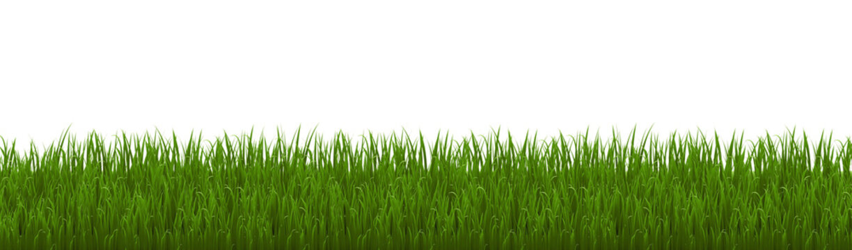 green grass isolated on white background