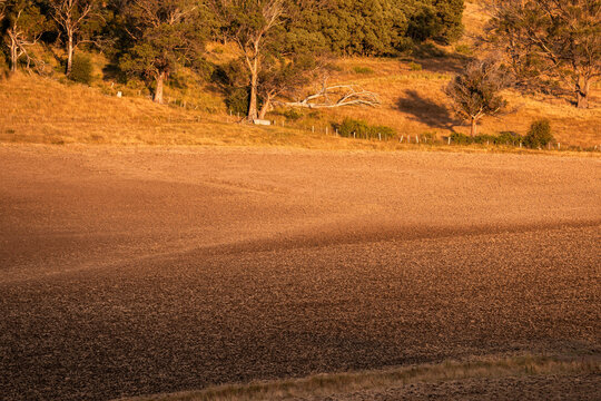 Agricultural tractor cultivating a field with discs, discing cultivation Sowing a crop in a paddock
