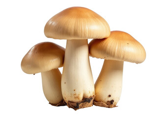 A cluster of mushrooms stacked on top of each other, creating a unique formation