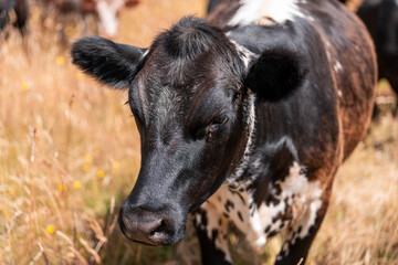 Beef Angus and Wagyu cows grazing in a field in a dry summer. Cow Herd on a farm practicing regenerative agriculture on a farming landscape. Fat Cattle at dusk