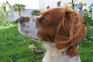 Spaniel breton