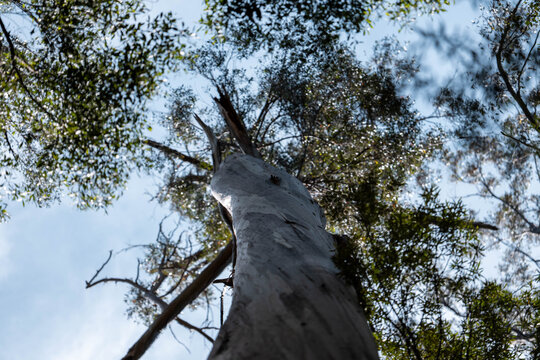 beautiful gum Trees and shrubs in the Australian bush forest. Gumtrees and native plants growing in Australia in spring